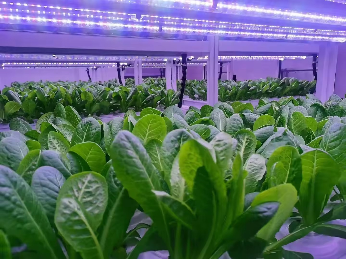 f Gewächshaus, landwirtschaftl – Hydroponic Tower Bewertung und Preis