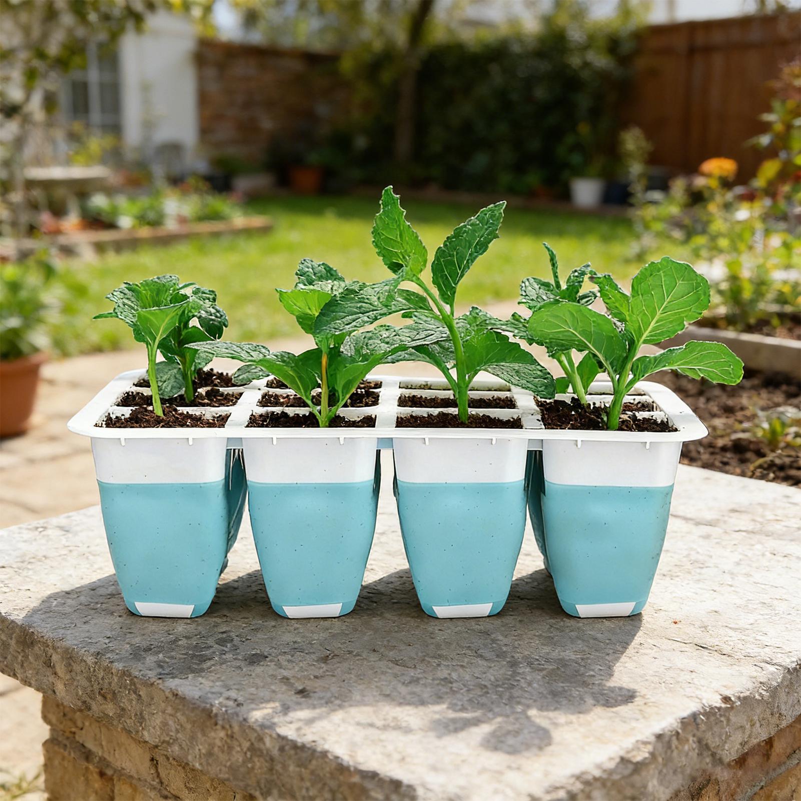 5er-Pack Silikon-Anzuchtschale – Indoor Garden Kit Bewertung und Preis