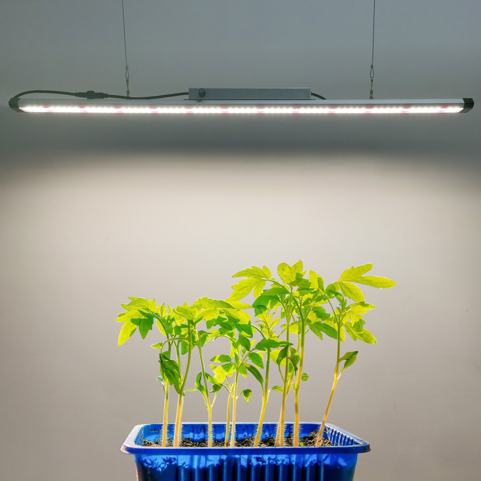 100W Vollspektrum LED-Pflanzen – Plant Grow Light Full Spectrum Bewertung und Preis