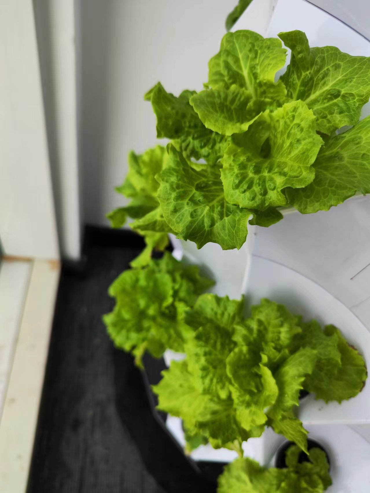 Automatisches Bewässerungssyst – Hydroponic Tower Bewertung und Preis