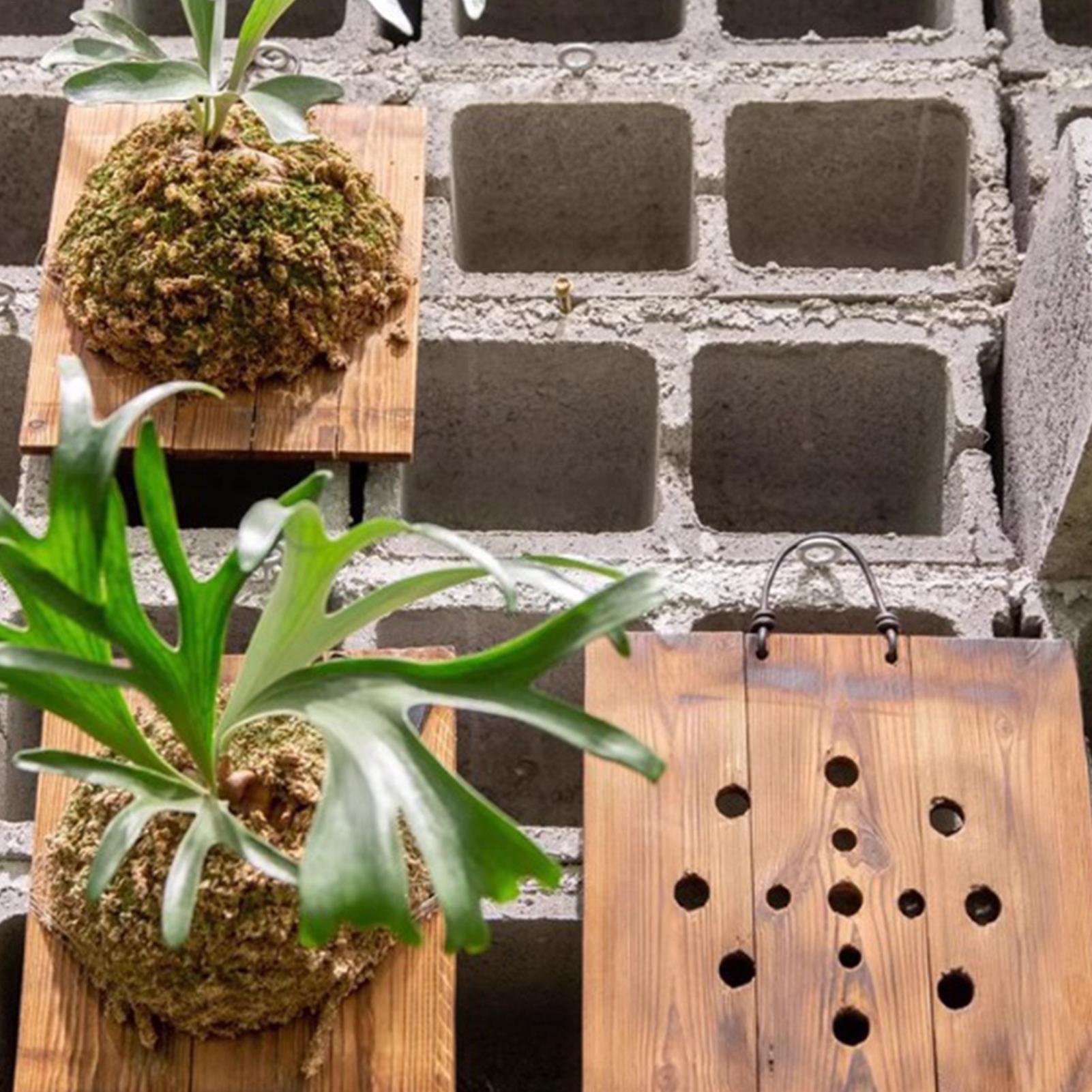 Staghorn-Farn-Wandhalterung au – Indoor Garden Kit Bewertung und Preis
